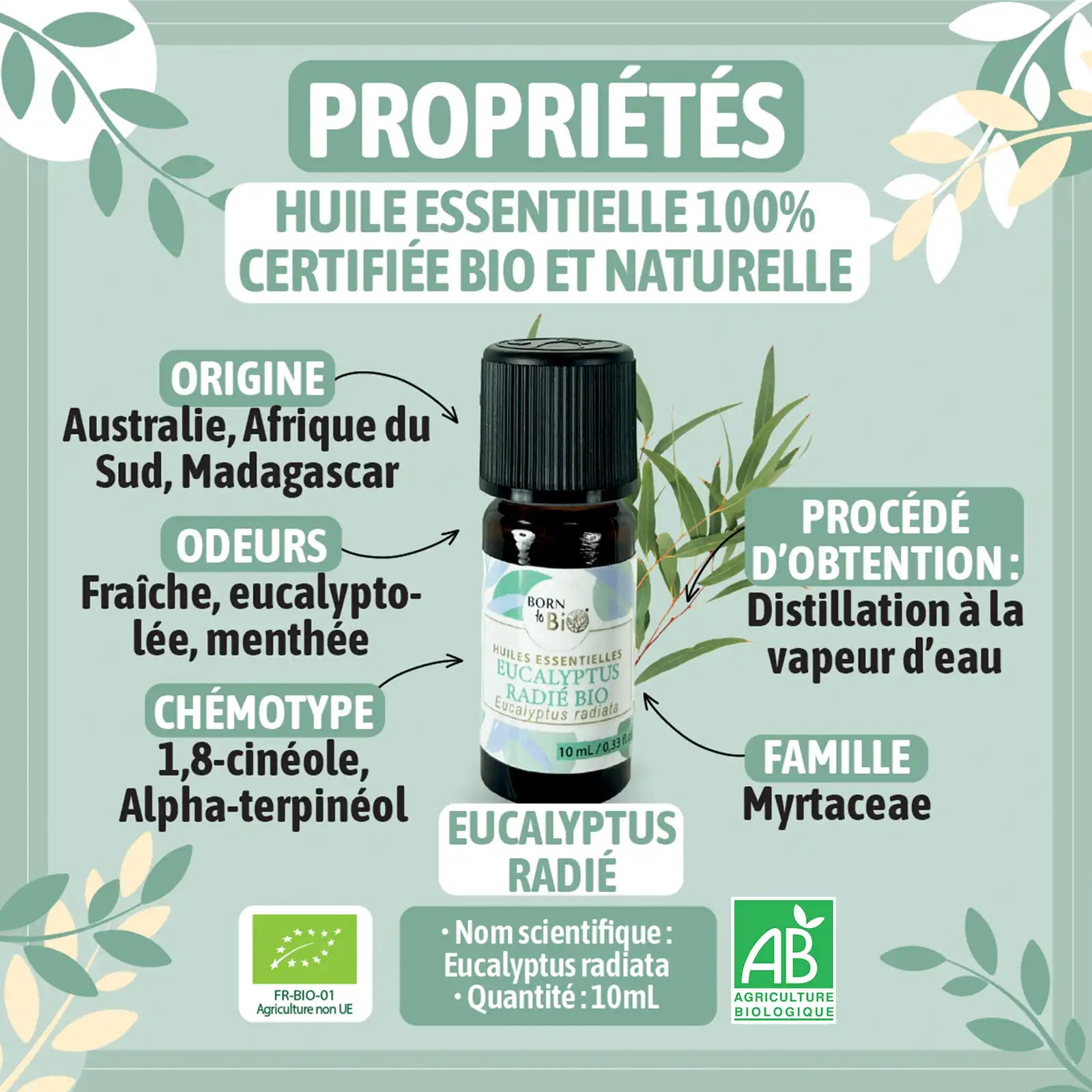 Huile essentielle Eucalyptus radié Certifiée Bio